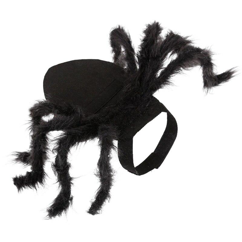 Chien Araignée