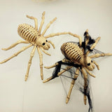 Fausse Araignée<br> Araignée Squelette