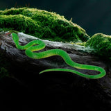 Jouet Faux Serpent