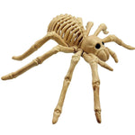Araignée Squelette 